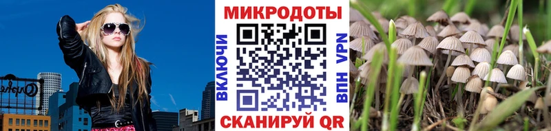 Купить  Трубчевск  Псилоцибиновые грибы Cubensis 